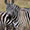 Zebra of The Masai